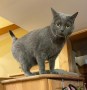 Pasha (2)